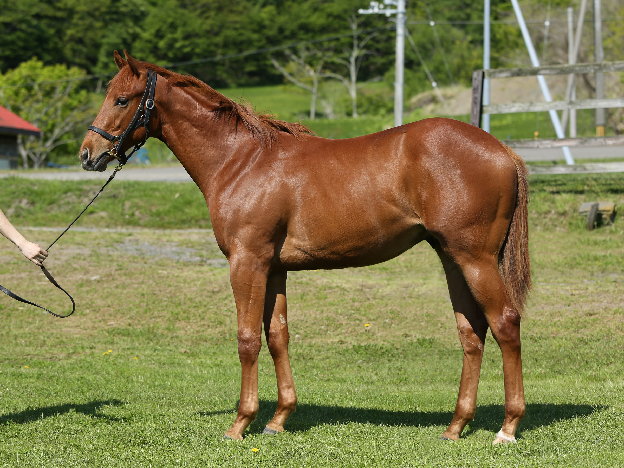 クラブ募集馬情報